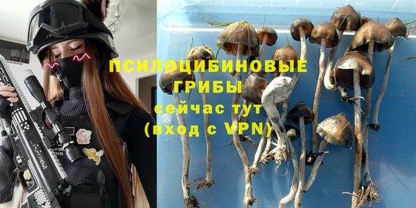 шишки Беломорск